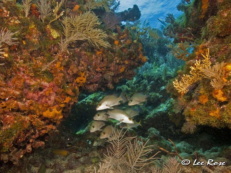 Key Largo Reef Scene