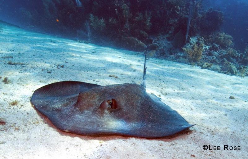 Key Largo Stingray