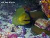 Marathon Florida, Green Moray Eel