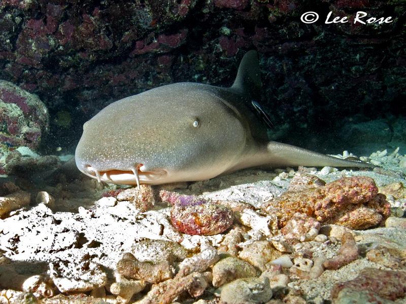 Marathon Florida, Nurse Shark