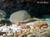 Marathon Florida, Nurse Shark