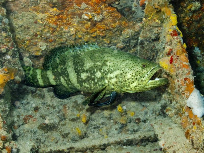 Marathon Florida, Jewfish (Grouper)