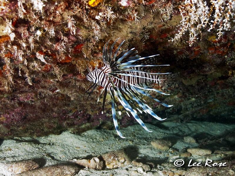 Marathon Florida, Lion Fish (Invasive Species)