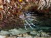 Marathon Florida, Lion Fish (Invasive Species)