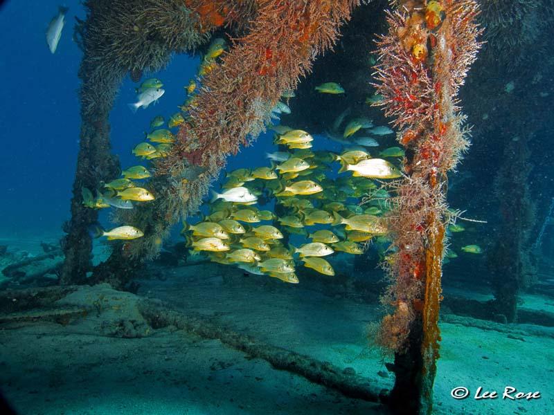 Marathon Florida, Barge Wreck