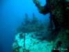 Key Largo, Spiegle Grove Wreck