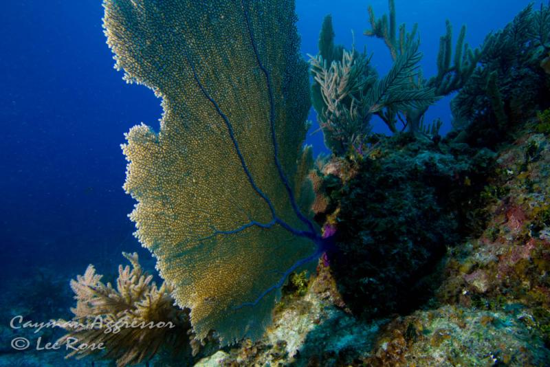 Sea Fan - Little Caymna