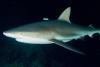 Reef Shark