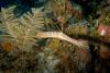 Trumpet Fish