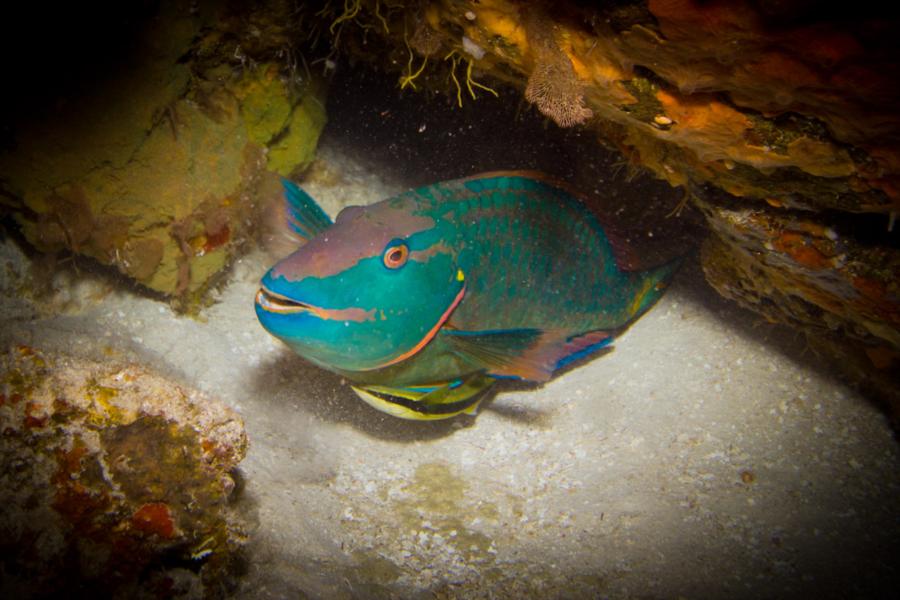 Parrot Fish