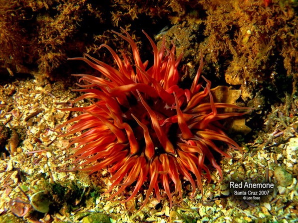 Anemone off Santa Cruz Island, Channel Islands Calif.