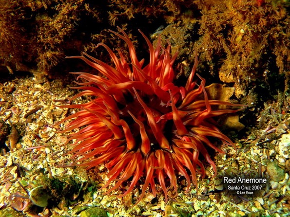 Anemone off Santa Cruz Island, Channel Islands Calif.