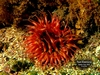 Anemone off Santa Cruz Island, Channel Islands Calif.