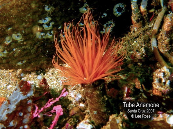 Tube Anemone off Santa Cruz Island, Channel Islands Calif.