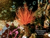 Tube Anemone off Santa Cruz Island, Channel Islands Calif.