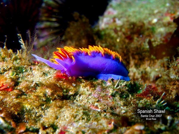 Spanish Shawl, Santa Cruz Island