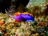 Spanish Shawl, Santa Cruz Island