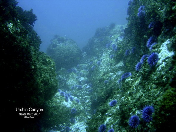 Urchin Canyon, Santa Cruz Island