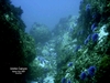 Urchin Canyon, Santa Cruz Island