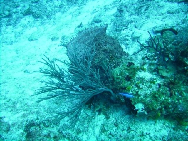 Cozumel