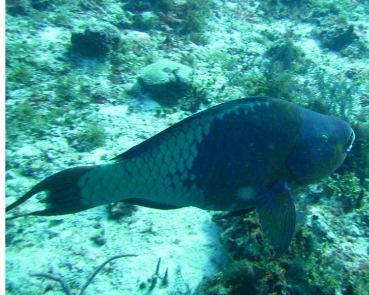 Parrot Fish Cozumel