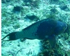 Parrot Fish Cozumel