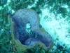 Barrel Sponge Cozumel