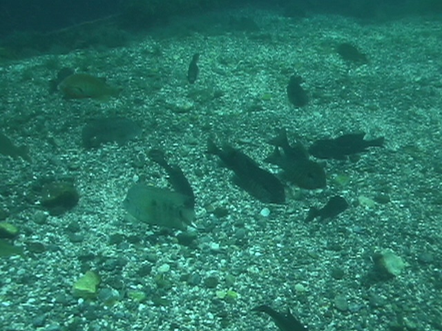 Fish at Aquarena Springs