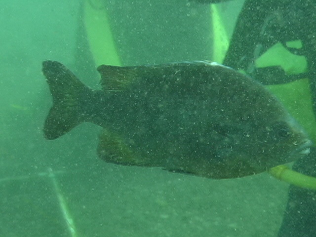 Fish at Aquarena