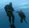 Hawksbill chasing me in Bonaire