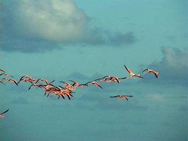 Flamingos Aloft