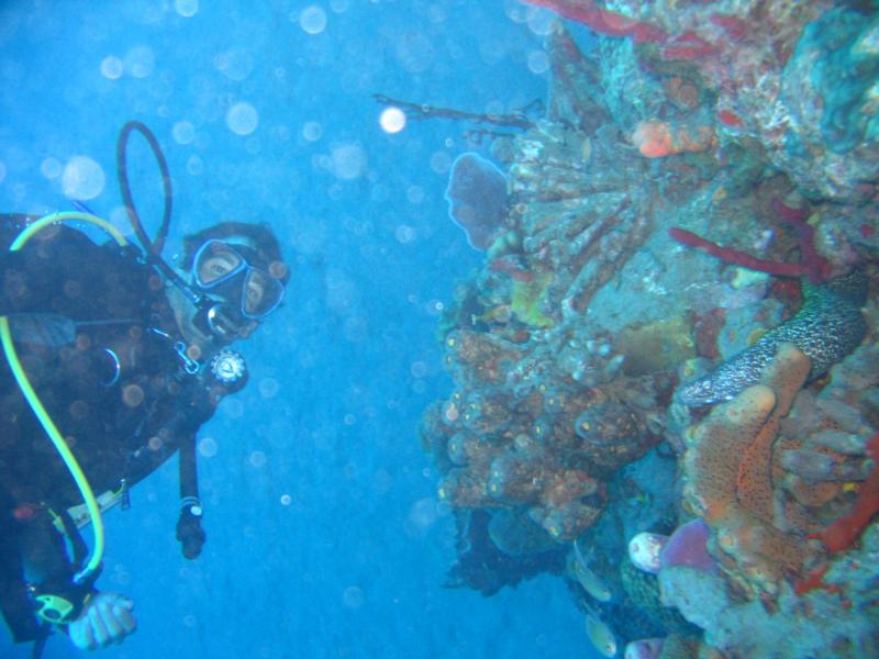 Spotted Moray St. Eustastius