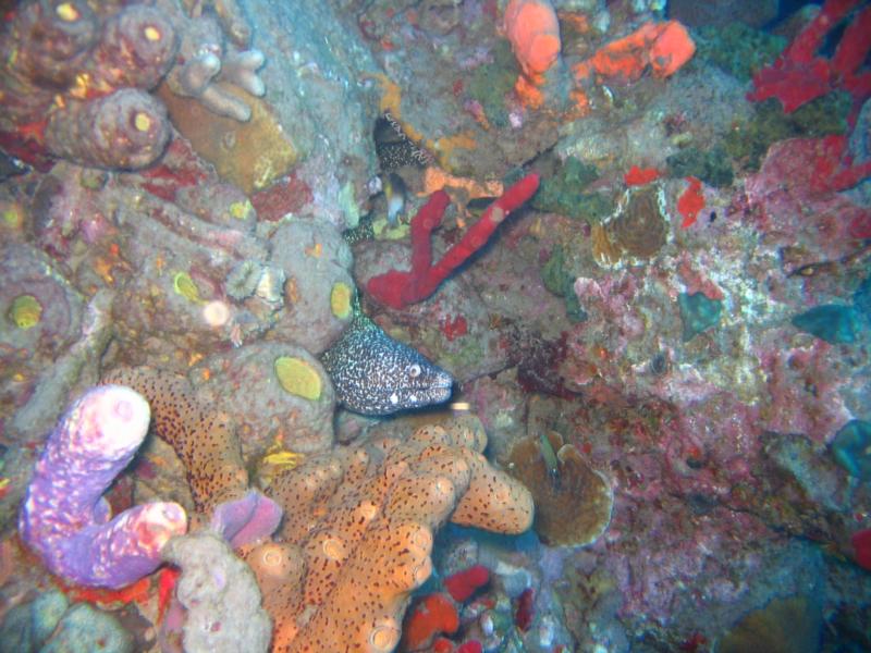 Spotted Moray