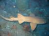 Nurse Shark Saba