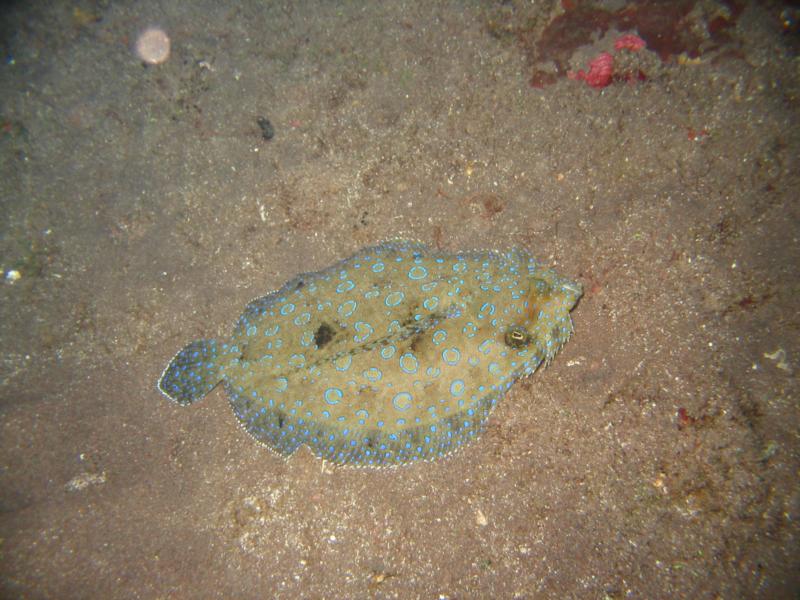 Flounder St. Kitts