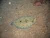 Flounder St. Kitts