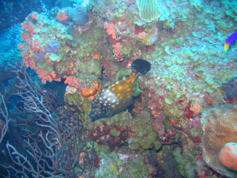 Whie spotted Filefish, orange phase