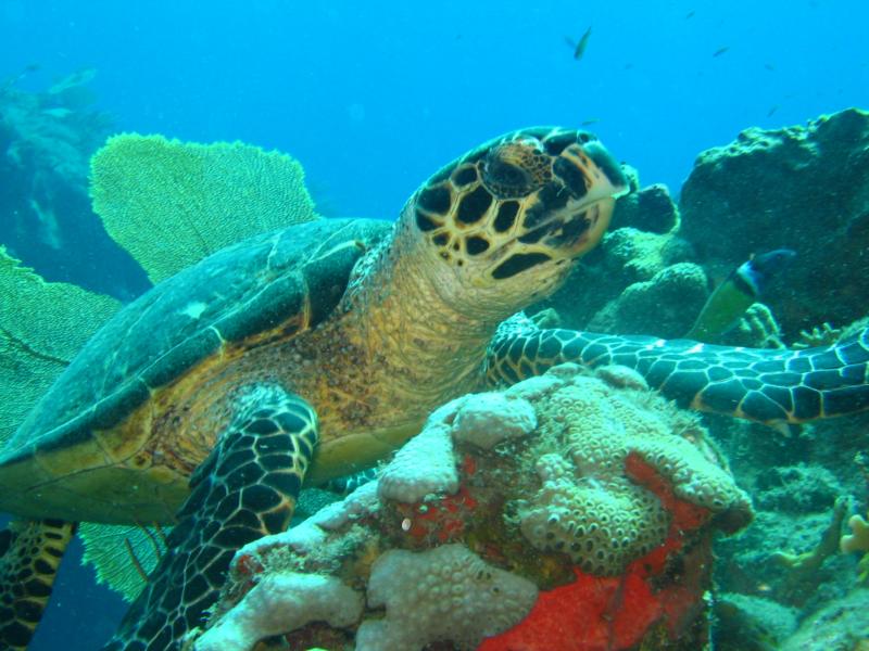 Hawksbill Saba