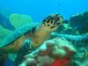 Hawksbill Saba