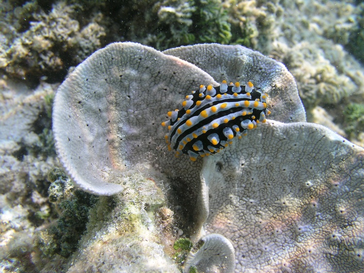 Maldives1