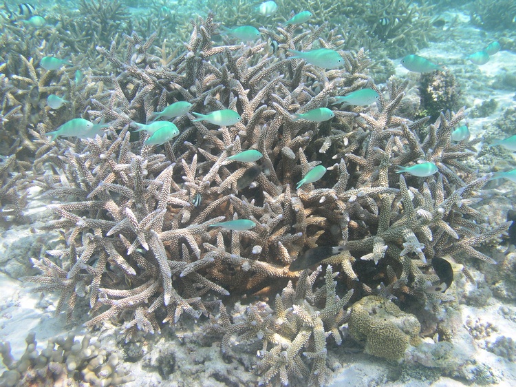 Maldives2