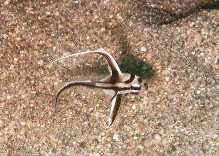 Baby Drum near the wreck USS Copenhagen in Ft Lauderdale