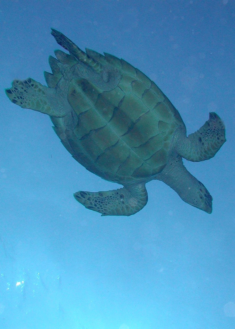 Cozumel 2003 - Sea turtle