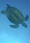Cozumel 2003 - Sea turtle