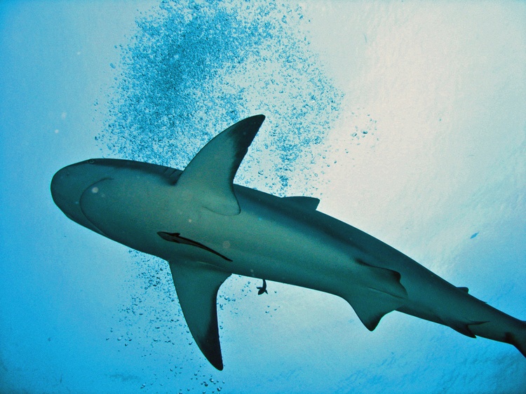 Black Tip Shark - Roatan