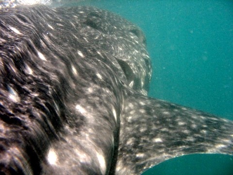 Whale Shark