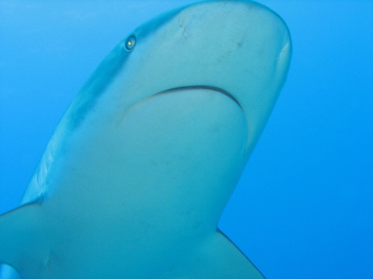 Black Tip Shark - Roatan