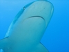 Black Tip Shark - Roatan