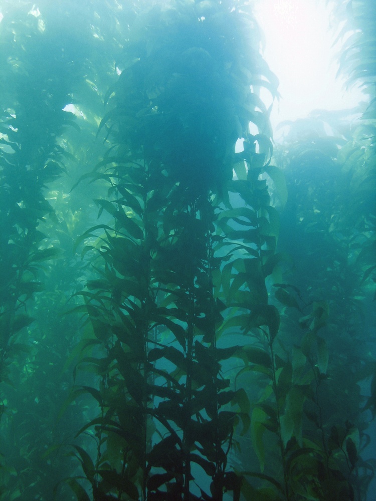 Kelp Forest in Catalina