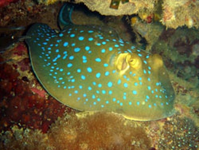 Blue Spotted Sting Ray